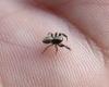 Pseudeuophrys lanigera